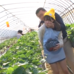 農園でバイト中のロリ美少女が変態親父に痴漢レイプされる！畑で手マンされ大量潮吹き絶頂！そのまま生ハメぶっかけレイプ！！